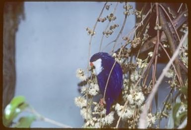 Blue lorikeet (also called Tahitian Lory)