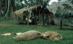 Drum shelter and pigs