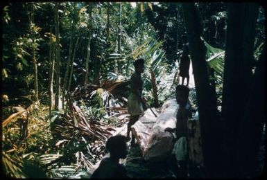 Stripping the bark to expose the pith : Environs of Mapamoiwa, D'Entrecasteaux Islands, Papua New Guinea, 1956 / Terence and Margaret Spencer