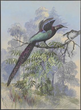 [Blue bird of paradise (Epimachus ellioti)] Ellis Rowan