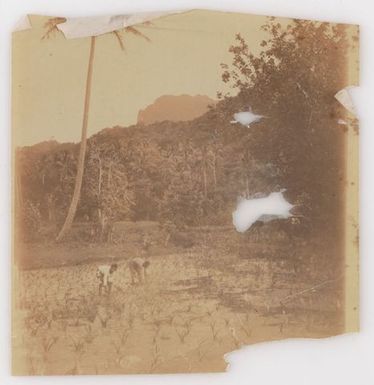 Men working in a field. From the album: Cook Islands