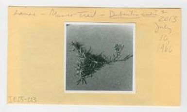 [Dubautia scabra in Hawaii, envelope IE25-213]