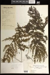Hymenophyllum longifolium