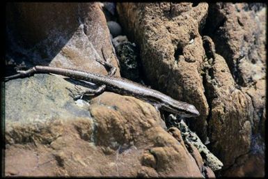 Cryptoblepharus novocaledonicus