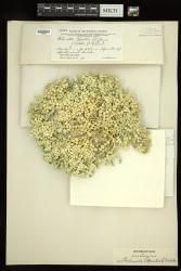 Halimeda opuntia