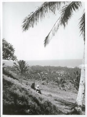 Pacific Islands - Cook Island - Rarotonga - Scenics