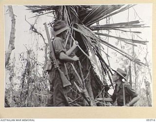 WEWAK AREA, NEW GUINEA, 1945-06-28. CORPORAL C. SELLECK (1) AND PRIVATE J.D. QUIGLEY (2), MEMBERS OF C COMPANY, 2/8 INFANTRY BATTALION EXAMINING ONE OF THE FEW REMAINING SHELL BLASTED TREES ON THE ..