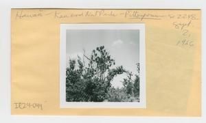[Pittosporum in Hawaii, envelope IE29-044]