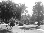 Tropical vegetation at Hollenbeck Park