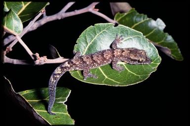Gecko sp.