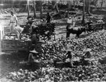 Coconut industry labourers, including Chinese workers cutting out copra, Samoa