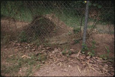 Large crocodile behind mesh fence : Papua New Guinea / Terence and Margaret Spencer