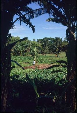 Plantation and people