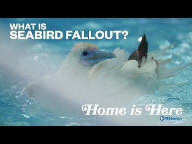 What is Seabird Fallout? | PBS HAWAIʻI