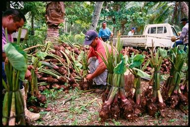 Making bundles of talo for ear piercing ceremony, Lakepa, Niue