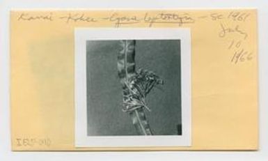 [Cyanea leptostegia in Hawaii, envelope IE25-040]