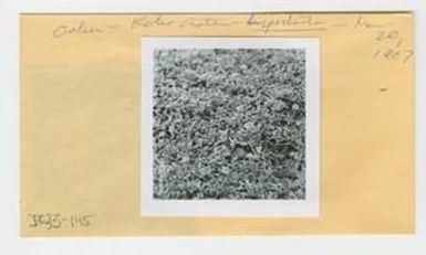 [Lipochaeta in Hawaii, envelope IE33-145]