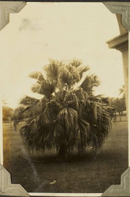 Palm tree in Suva, 1928