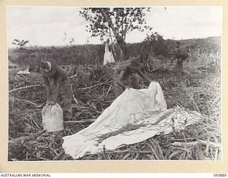 QX27581 Private W Trapp (1) and NX168528 Private A G Vardy (2), re-folding a parachute dropped from a Kai bomber aircraft on Ulebilum Ridge, Yamil Sector, New Guinea. The supplies are dispatched by ..