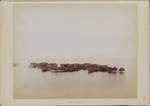Unidentified village, built over water, New Guinea, n.d