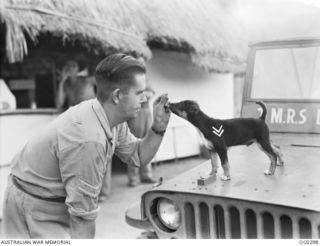 40963 Corporal (later Sergeant), Jack James Bowden of Albury, NSW, a member of No 2 Medical Receiving Station (2MRS) RAAF, with his mascot puppy called ‘Corporal Naffu’, who is standing on the ..