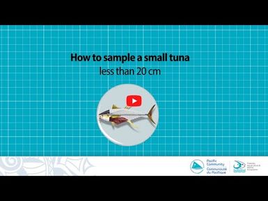 How to sample a small tuna less than 20 cm