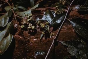 [Levieria tree branch close-up in Papua New Guinea]