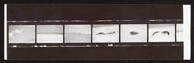 Leewards album - French Frigate Shoals 1963 some negatives
