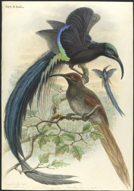 Epimachus speciosus Bodd., Great sickle-bill bird of paradise, original by John Gould but unpublished / [William Matthew Hart]