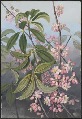 Medinilla balls-headleyi F.Muell., family Melastomataceae, Papua New Guinea, 1916? Ellis Rowan