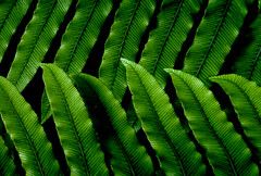 NZ Fern.(Blechnum chambersii)