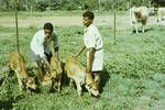 AIS [Australian Illawarra Shorthorn] cattle, Port Moresby, 1964