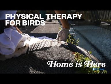 Physical Therapy For Birds | PBS HAWAIʻI