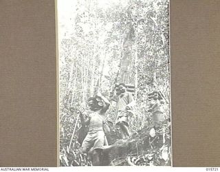 1943-09-15. NEW GUINEA. GOODVIEW JUNCTION. FUZZY-WUZZIES CARRYING MORTAR SHELLS IN LOTS OF THREE OF THE A.I.F. WHO WERE THEN FORCING THE JAPANESE BACK TOWARDS SALAMAUA. (NEGATIVE BY H. DICK)