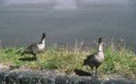 Hawaiian geese