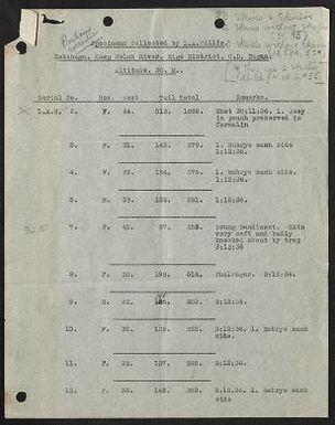 Specimens collected by L.A. Willis : Kokebagu, Kemp Welch River, Rige District, C.D. Papua Altitude 30 M