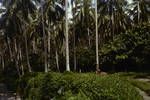Coconuts and cocoa, a Bougainville plantation, [Papua New Guinea, 1963?]