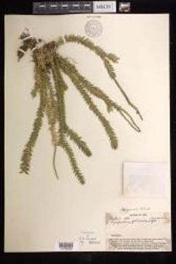 Phlegmariurus foliosus