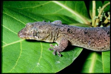 Gecko sp.