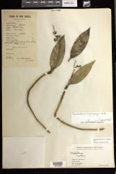 Dendrobium amphigenyum