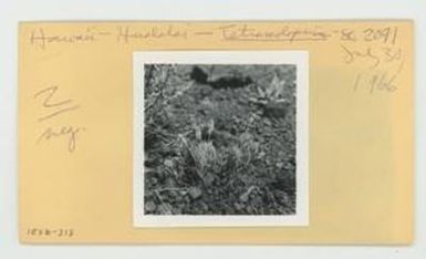 [Tetramolopium in Hawaii, envelope IE26-213]