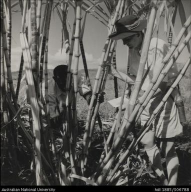 Field Officer and farmer inspecting cane