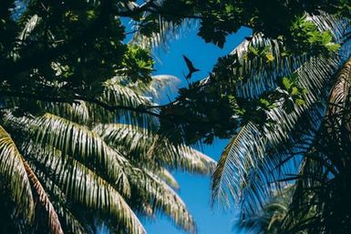 Bird flying among palm fronds, Atafu, Tokelau