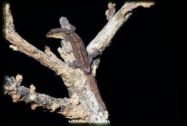 Gecko sp.