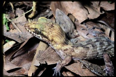 Gecko sp.
