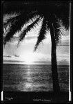 Sunset in Hawaii, showing tall palm tree at center of beach