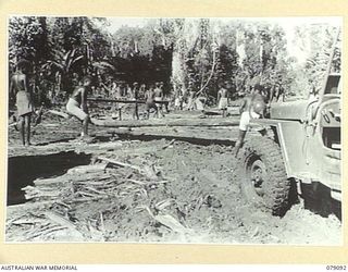 BOUGAINVILLE ISLAND. 1945-02-12. AUSTRALIAN NEW GUINEA ADMINISTRATIVE UNIT NATIVES LAYING LOGS ON A NEW CORDUROY SECTION OF THE JABA SOUTH ROAD WHICH IS USED TO SUPPLY THE FORWARD TROOPS OF THE ..