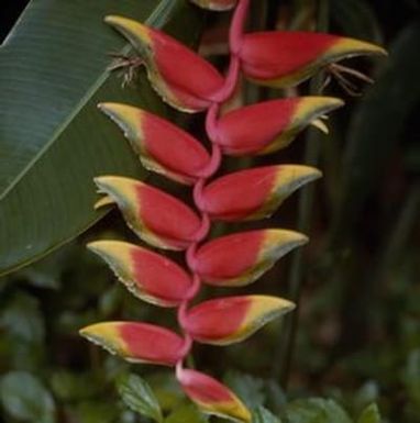 [Heliconia close-up in Kauai, United States]