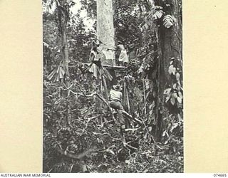 LAE-NADZAB, NEW GUINEA. 1944-07-19. AUSTRALIAN NEW GUINEA ADMINISTRATIVE UNIT NATIVES FELLING A LARGE TREE. THIS TREE WILL THEN BE CUT INTO LENGTHS AND TRANSPORTED TO THE SAWMILL, OPERATED BY THE ..