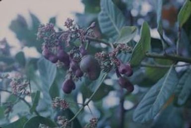 [Anacardium in American Samoa]